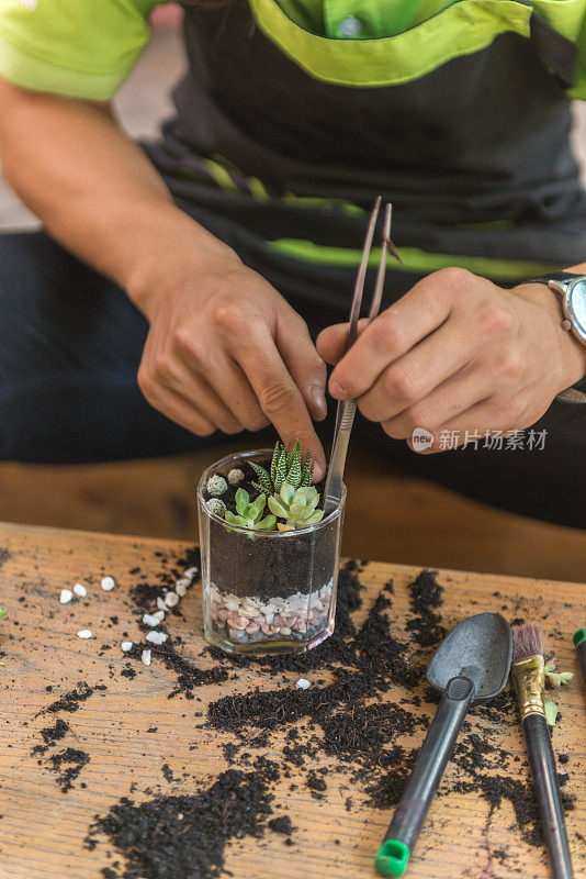 园丁在玻璃盆中装饰迷你多肉植物和仙人掌