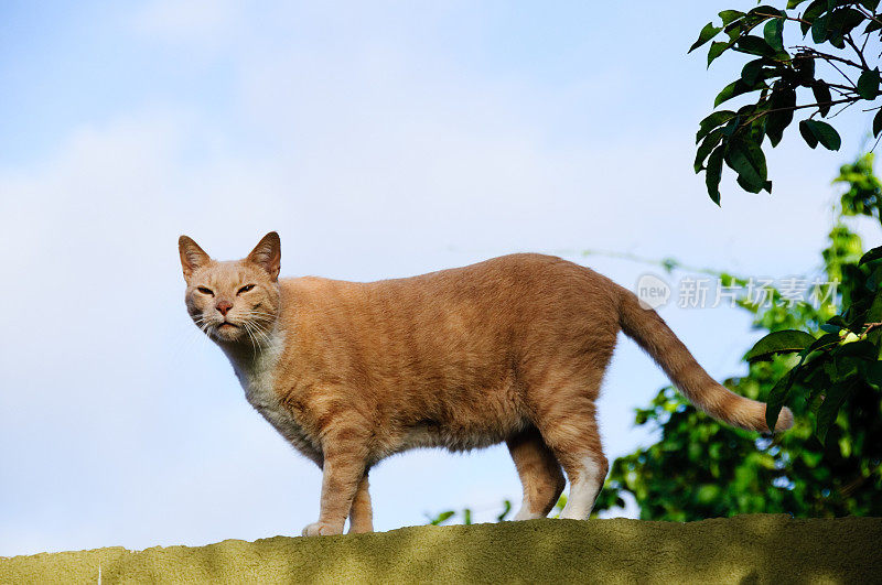 橘色虎斑猫