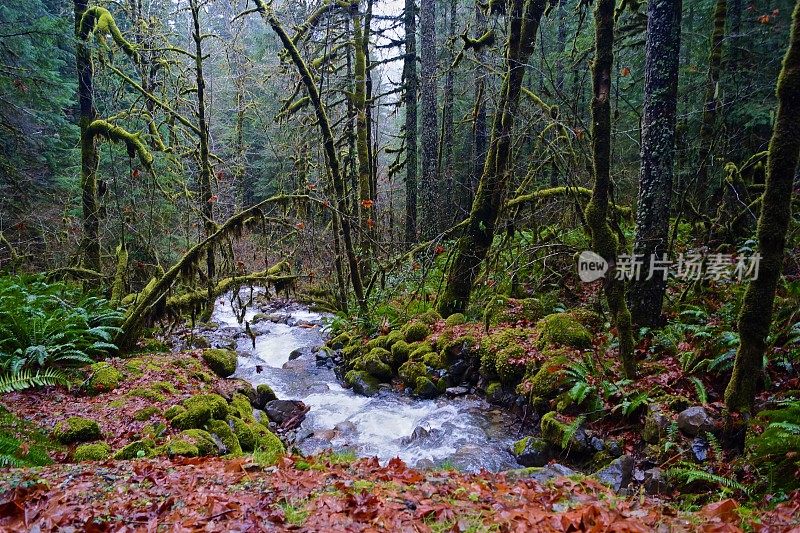 蛋白石溪，野溪