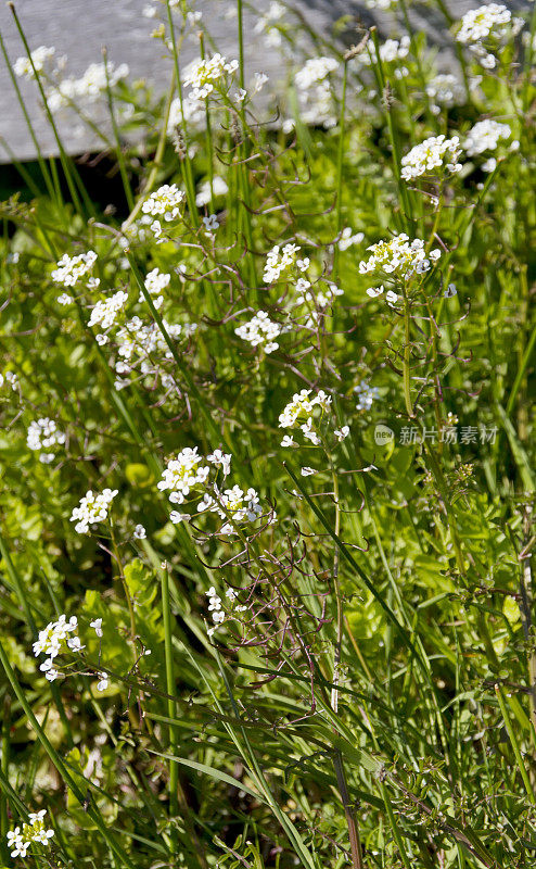 西洋菜(旱金莲officinale)