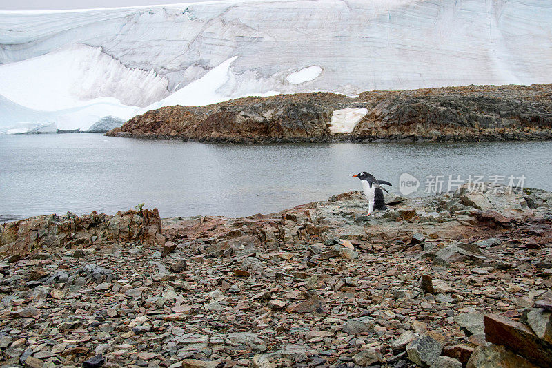 南极洲:冬岛上的巴布亚企鹅