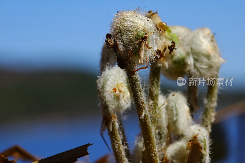 蕨类植物