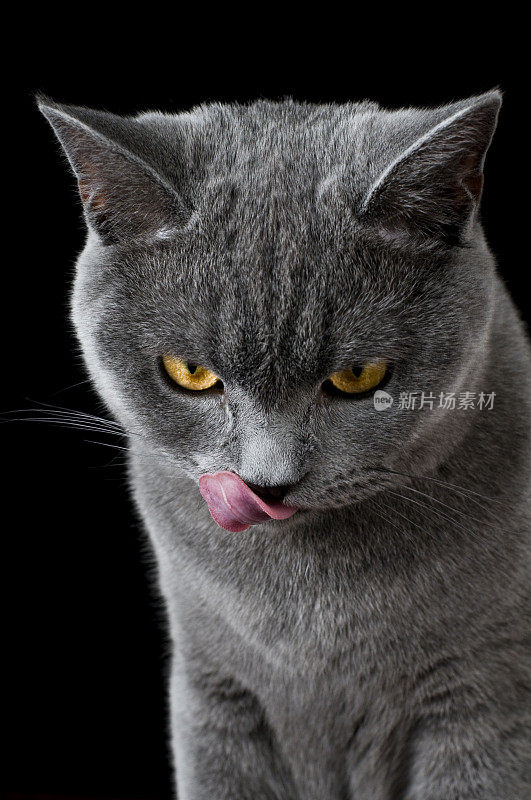 猫英国短毛猫舔嘴唇和黄色的眼睛