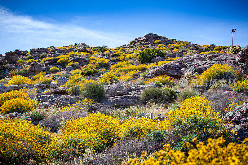岩石山坡覆盖在荆棘花，卡普峡谷，安萨-博雷戈沙漠国家公园