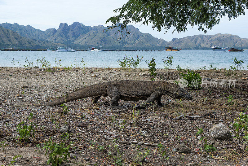 Komodo-dragon