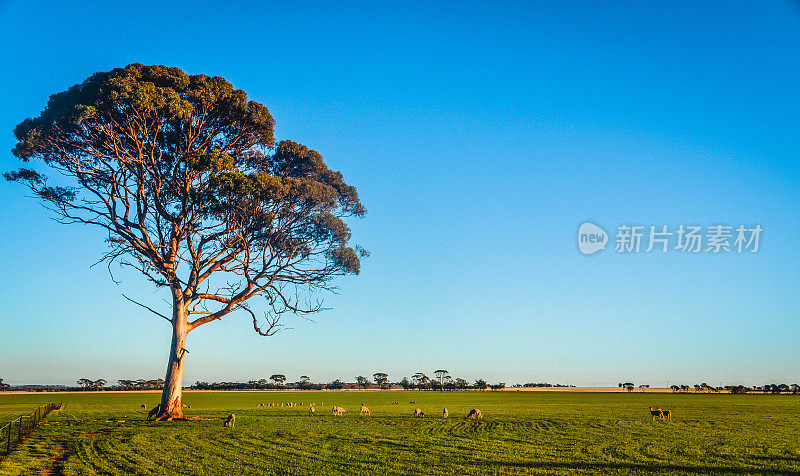 一群羊在一棵孤独的树下吃草