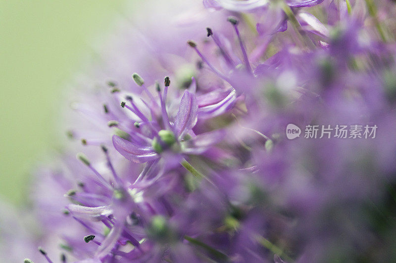 葱属植物的花