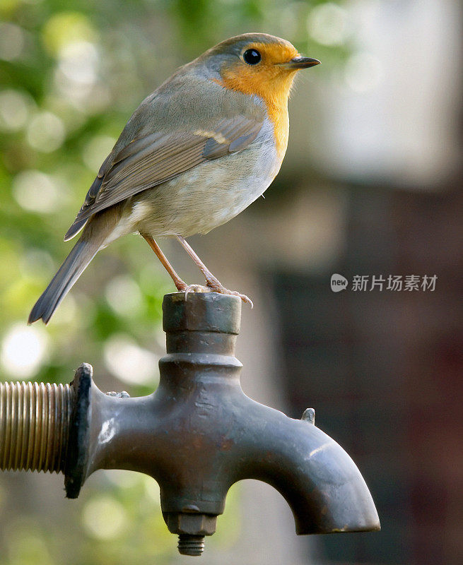 罗宾(红心rubecula)