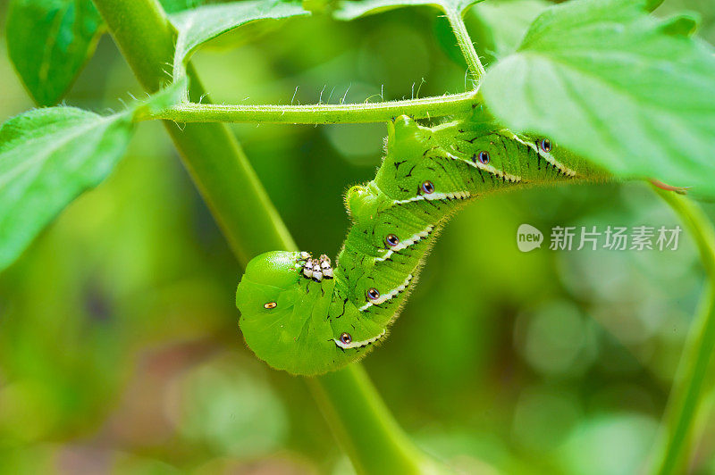 蕃茄天蛾的幼虫