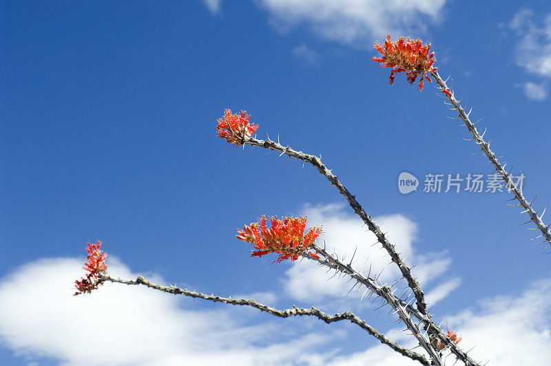 沙漠花和蓝天