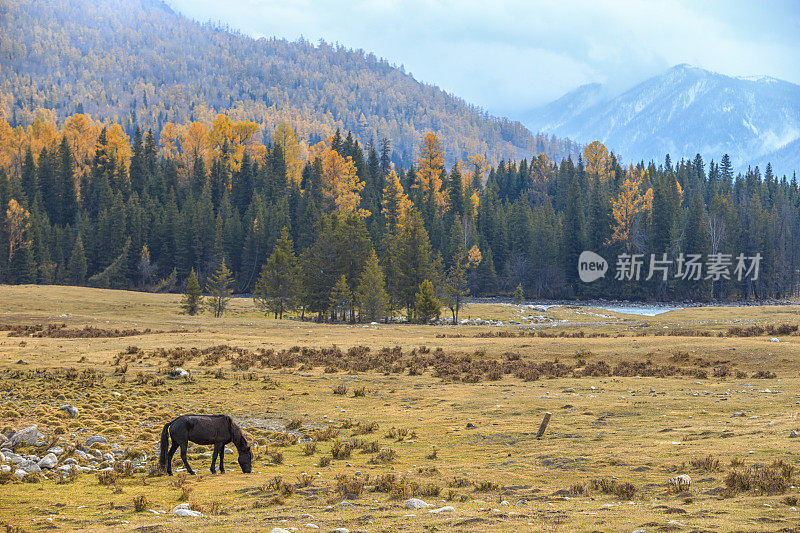 秋季景观喀纳斯湖地区，新疆，中国