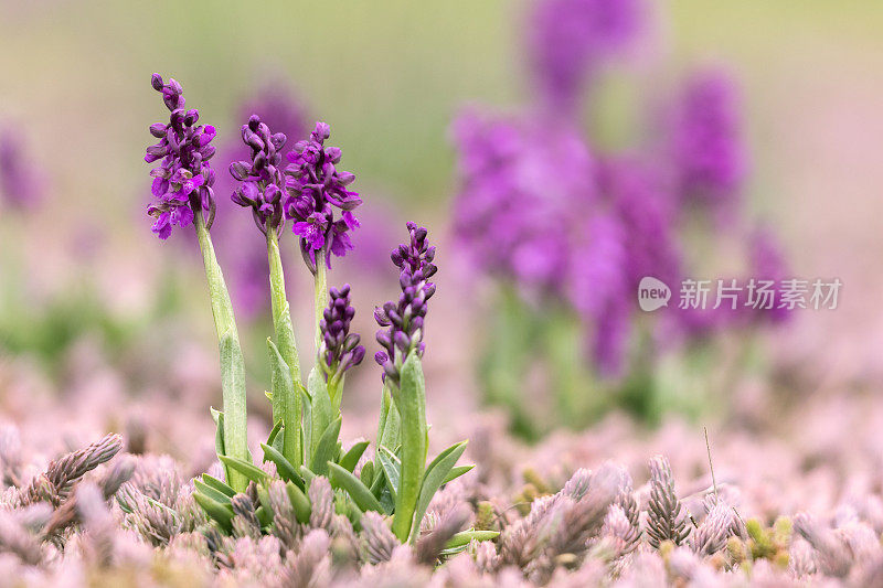 绿翼兰花或绿脉兰花(与兰花同义)