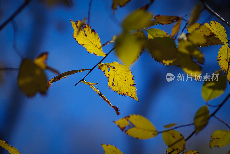 秋叶上的微光模糊了背景