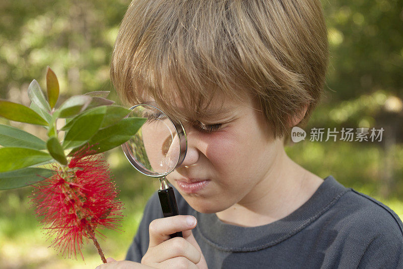 小男孩在科学课上用放大镜研究植物。