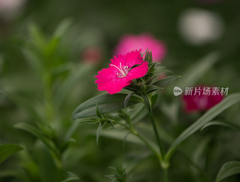 花浸粉开花