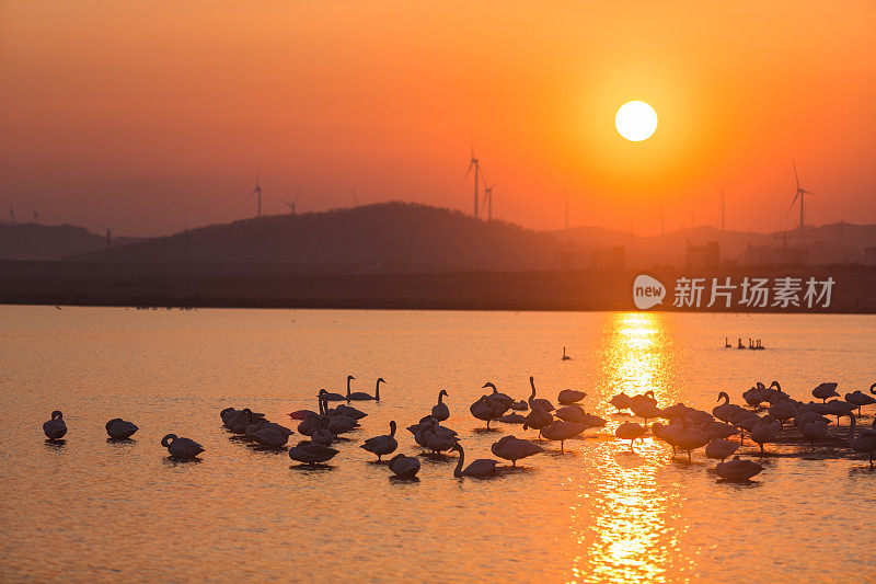 日落前，一群大天鹅在天鹅湖中休息