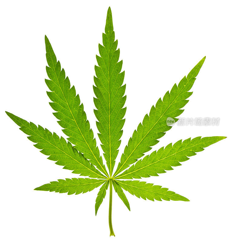 大麻的绿叶