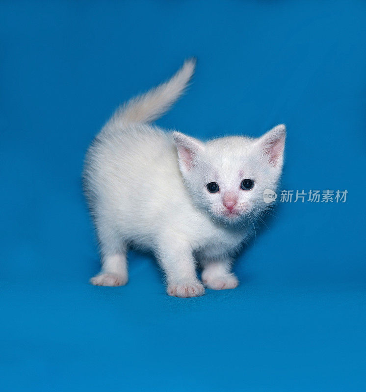 小白猫站在蓝色