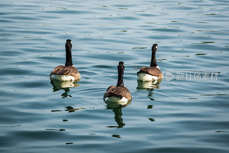 三只鸭子在一起游泳
