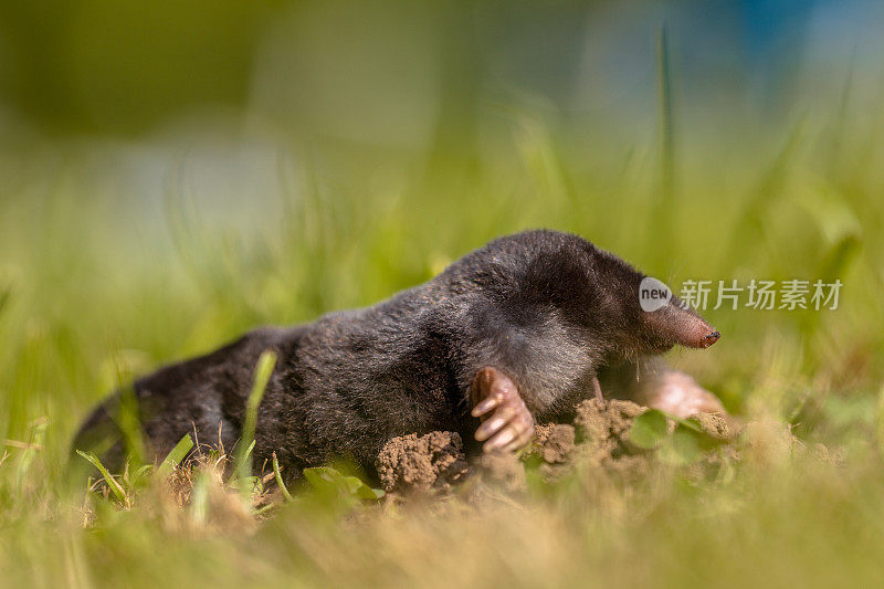 野鼹鼠(欧洲野鼹鼠)在一片草地上