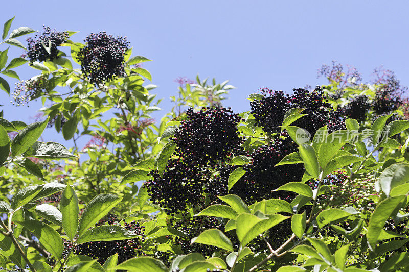一簇簇成熟的黑接骨木浆果