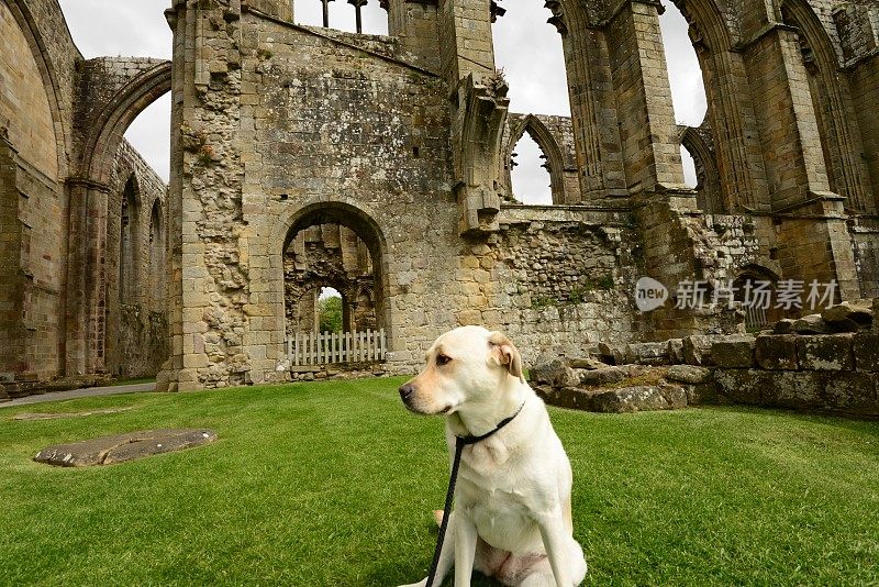 拉布拉多寻回犬正在探索教堂废墟