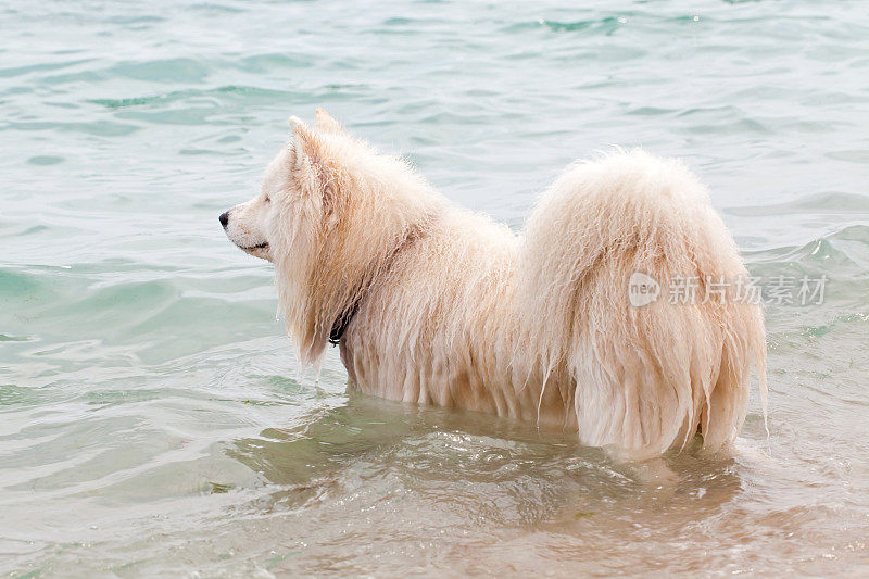白色松狮犬在海里洗澡