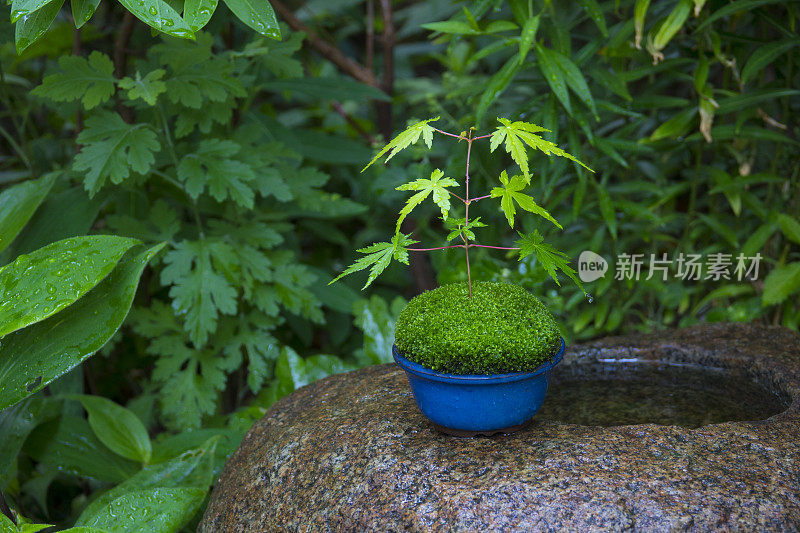 苔藓和蕨类植物在小花园的花盆里