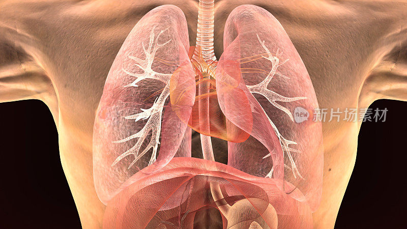 人体肺解剖的3d插图