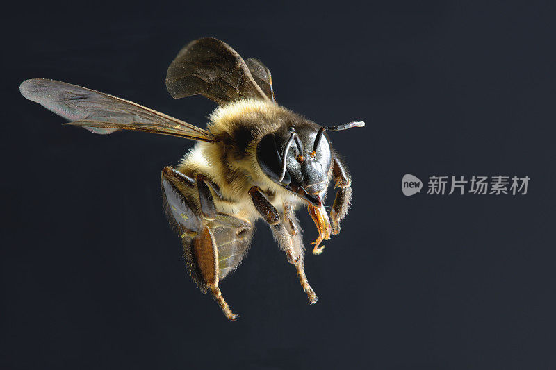 蜜蜂孤立在黑色背景上