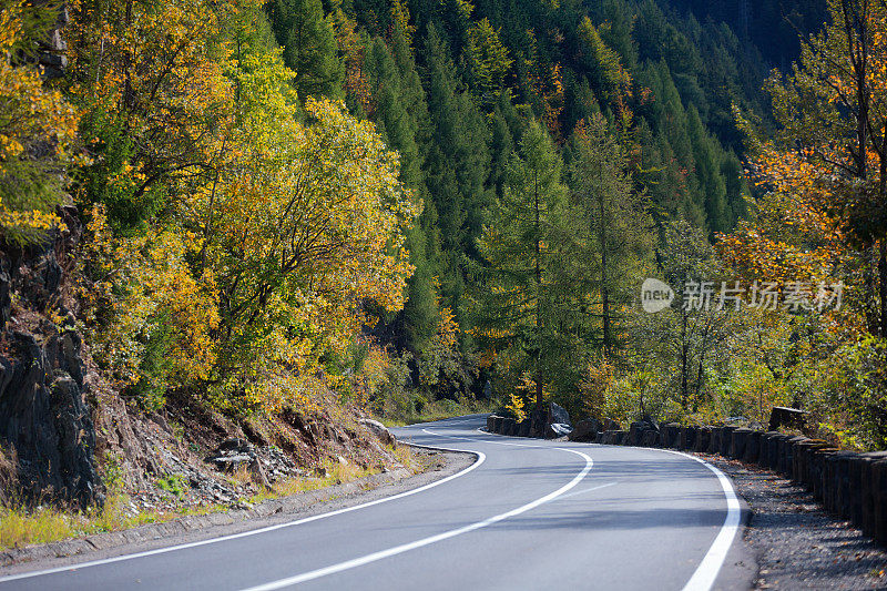 松林之间的公路