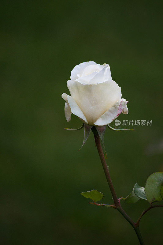单一的白玫瑰