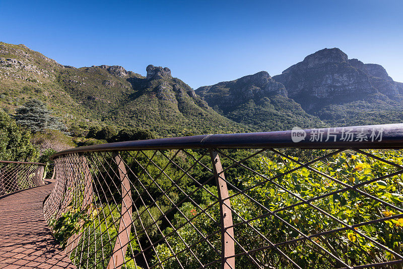 开普敦，Kirstenbosch花园的树冠步道