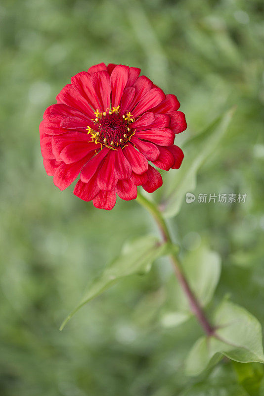 杰出的红色zinnia