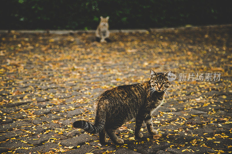 秋天公园里的流浪猫