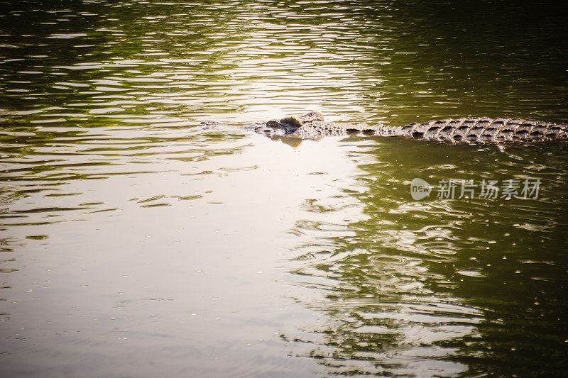 大鳄鱼躺在静水里晒日光浴。一只大鳄鱼半浸在水里等待猎物。