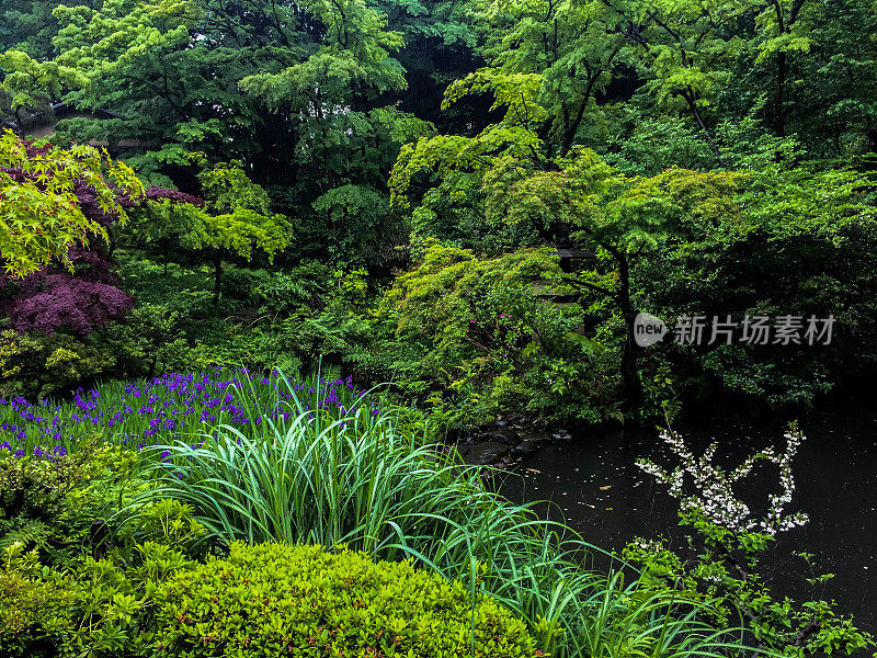 日本Garden-Purple虹膜