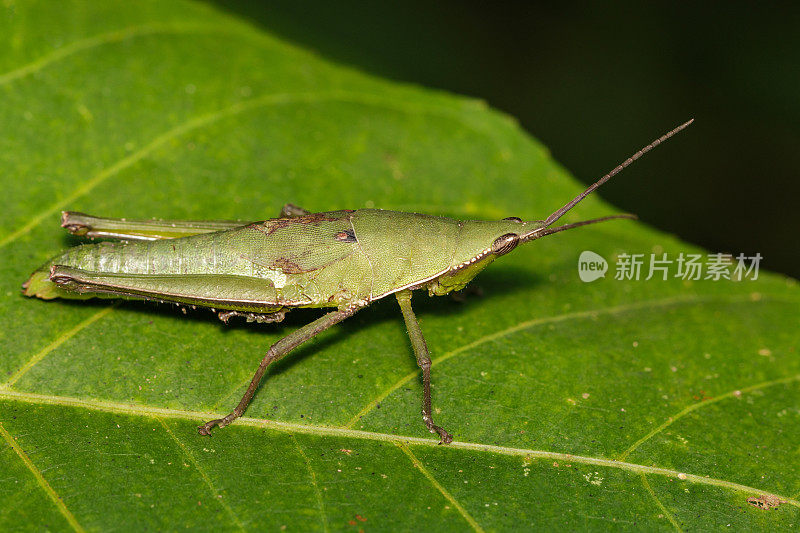 斜脸或花哨的蚱蜢(蝗科)在一片绿叶上的图像。蝗虫、昆虫、动物。