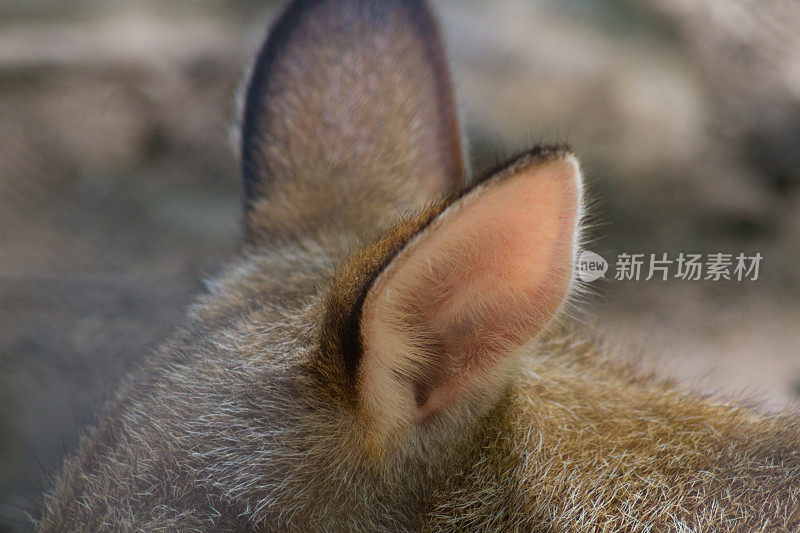 敏捷的小袋鼠的耳朵
