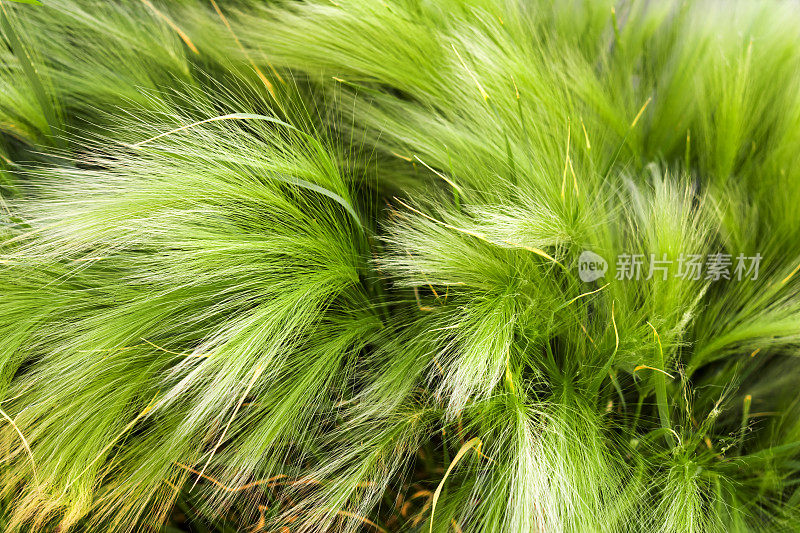 草药纹理。绿色羽毛草特写。水平的背景。