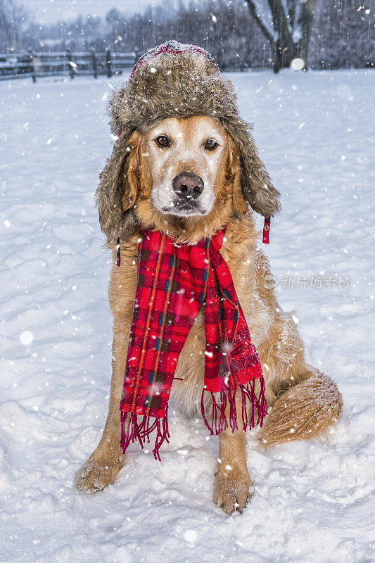 一只戴着帽子和围巾的高级金毛猎犬在雪地里