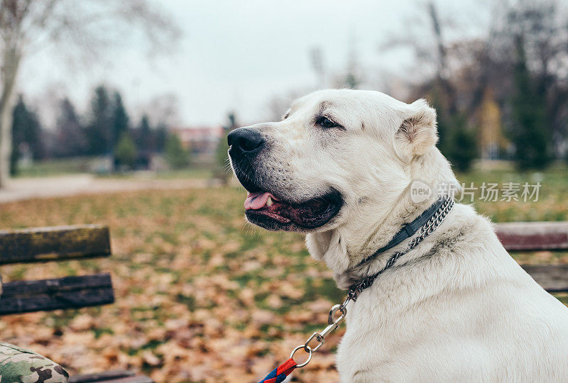 中亚牧羊犬。