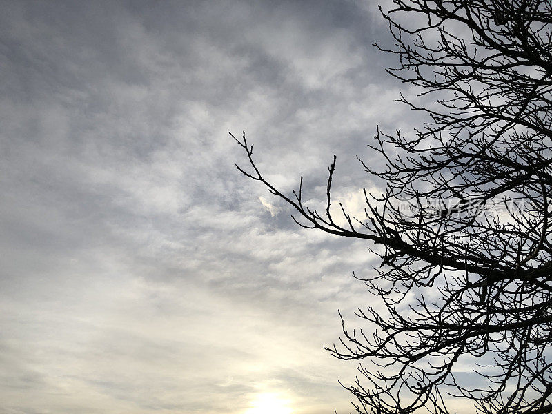 冬天的天空和光秃秃的树枝