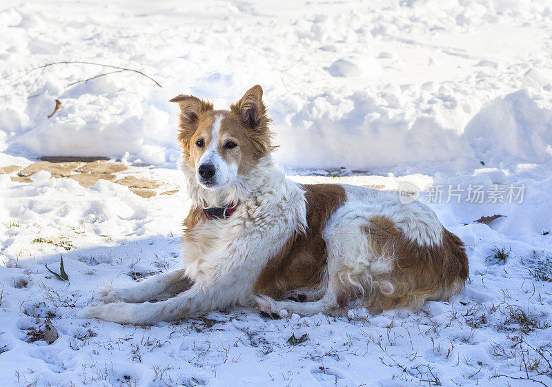 家里的狗躺在被雪覆盖的草坪上