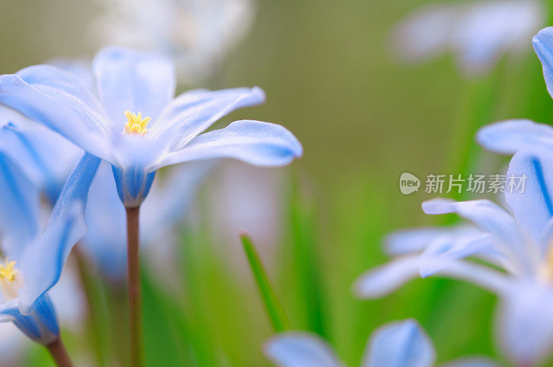 雪之荣耀，绿花锡拉，在早春开花