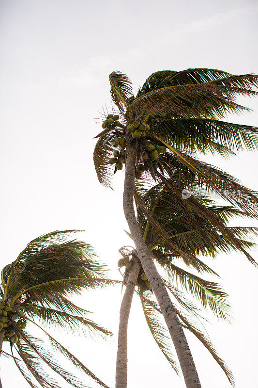 佛罗里达州朱诺海滩的棕榈树
