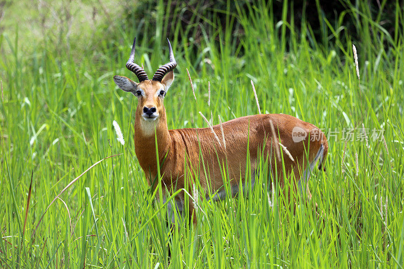 乌干达:草丛中的黑斑羚