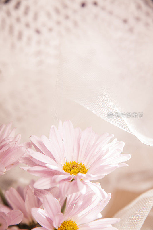 粉红色的雏菊花和白色薄纱，带花边的copyspace。