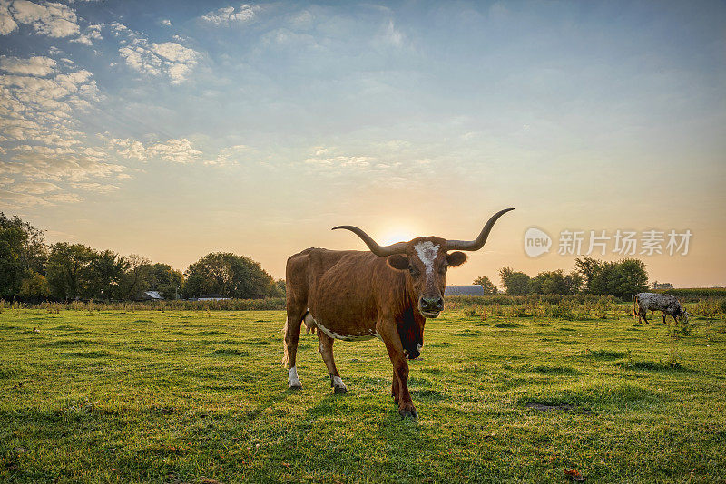 日出时牧场上的奶牛