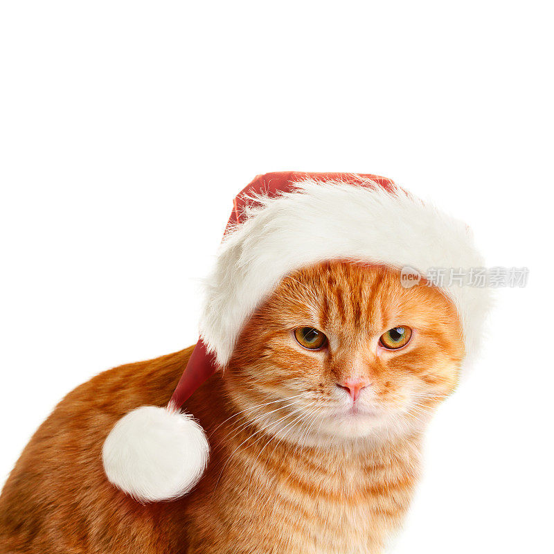阴沉的猫在圣诞老人的帽子在白色的背景。圣诞节的概念